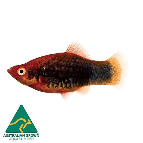 the-fish-farm Platy Platy - Red Tuxedo 4cm Platy Red Tux 4cm- The Fish Farm