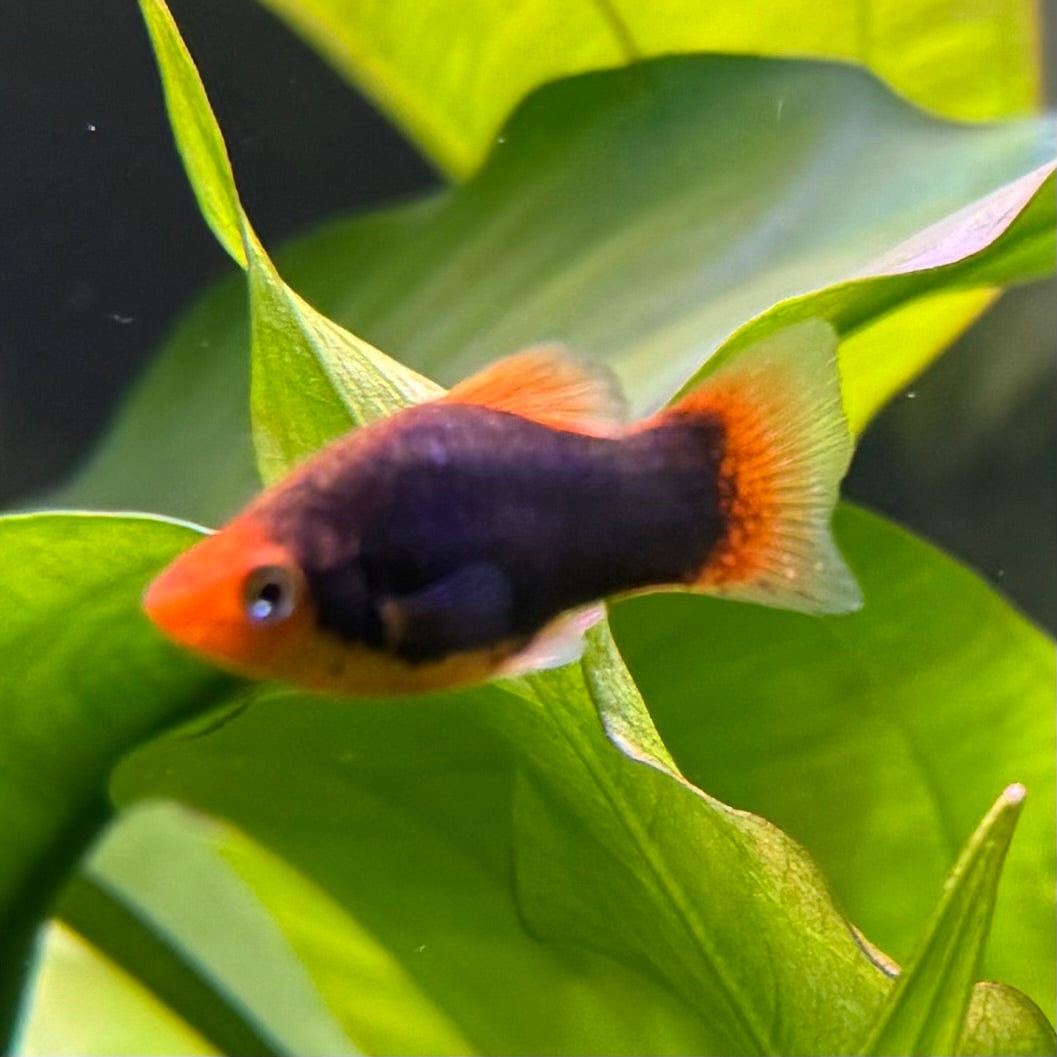 the-fish-farm Platy Platy - Red Tuxedo 4cm Platy Red Tux 4cm- The Fish Farm