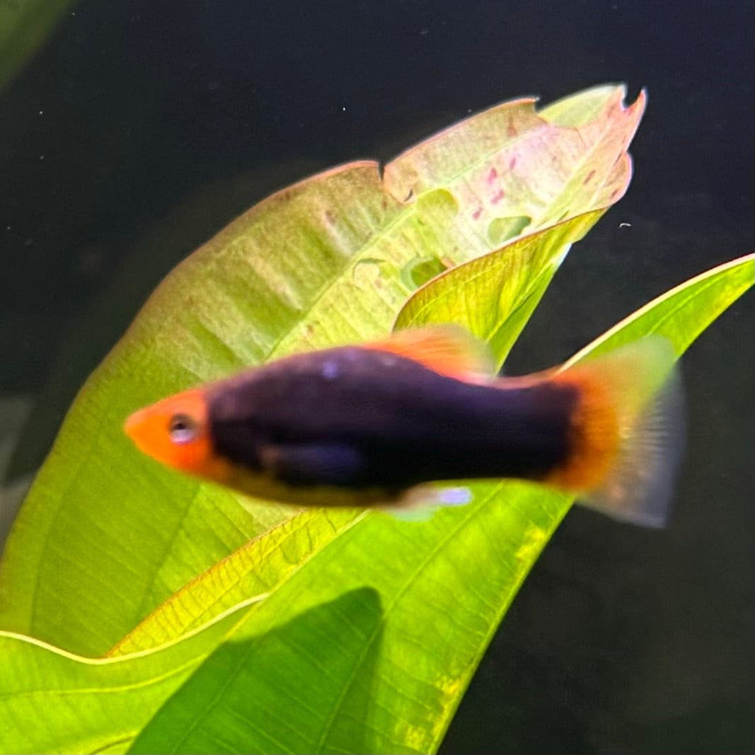 the-fish-farm Platy Platy - Red Tuxedo 4cm Platy Red Tux 4cm- The Fish Farm