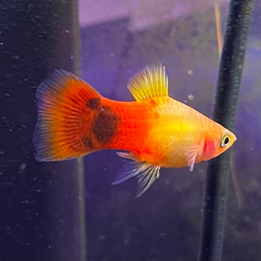 the-fish-farm Platy Platy - Sunset Mickey Mouse 3-4cm Sunset Wagtail Platy 3-4cm - The Fish Farm