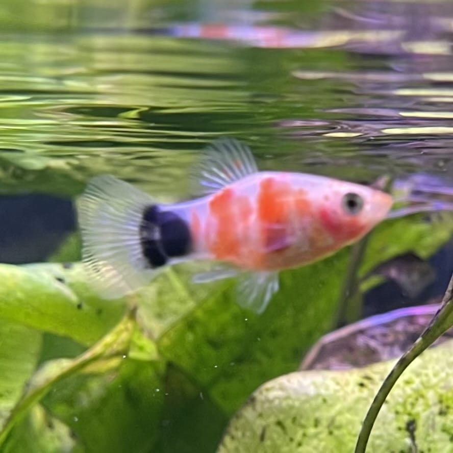 the-fish-farm Platy Platy - Tiger Mickey Mouse Buy Tiger Mickey Mouse Platies from The Fish Farm Australia