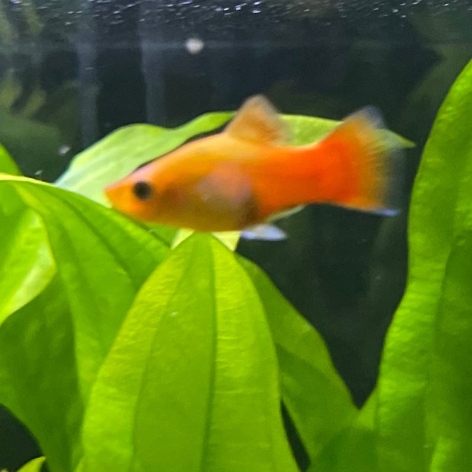 the-fish-farm Platy Platy - Variatus 3-4cm Shop for Platy Variatus Aquarium Fish - The Fish Farm