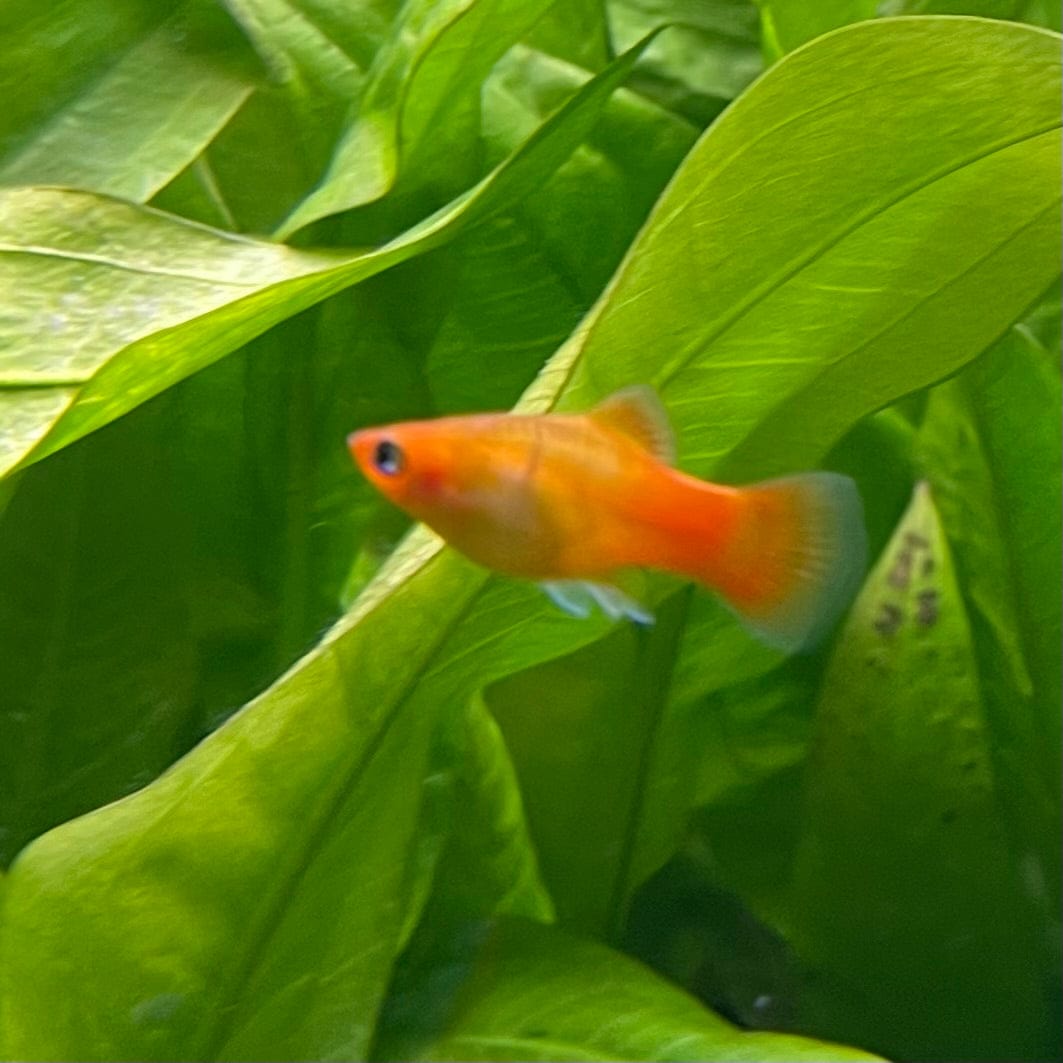 the-fish-farm Platy Platy - Variatus 3-4cm Shop for Platy Variatus Aquarium Fish - The Fish Farm