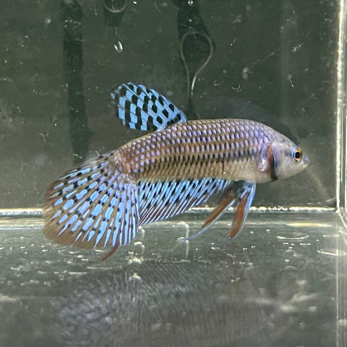 the-fish-farm Premium Male Betta Alien Premium Male Betta - One Only - 5 Shop for Alien Male Bettas at The Fish Farm Australia