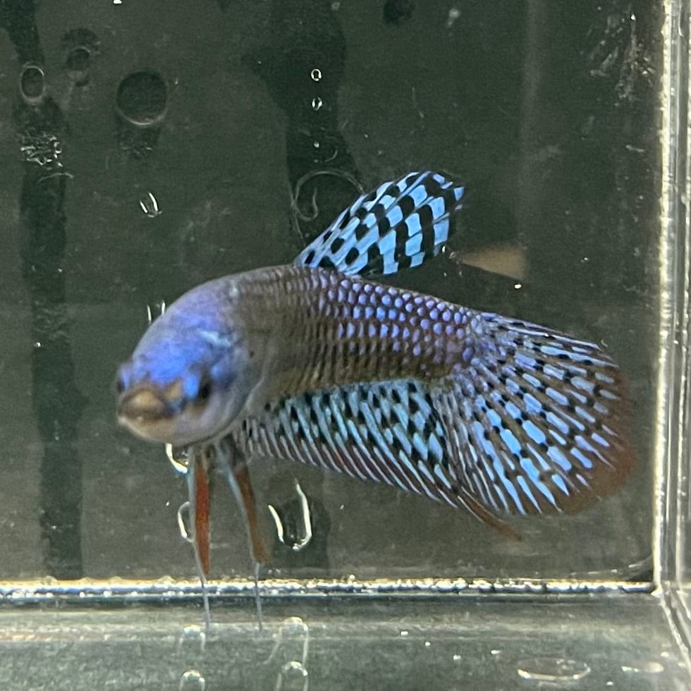 the-fish-farm Premium Male Betta Alien Premium Male Betta - One Only - 5 Shop for Alien Male Bettas at The Fish Farm Australia