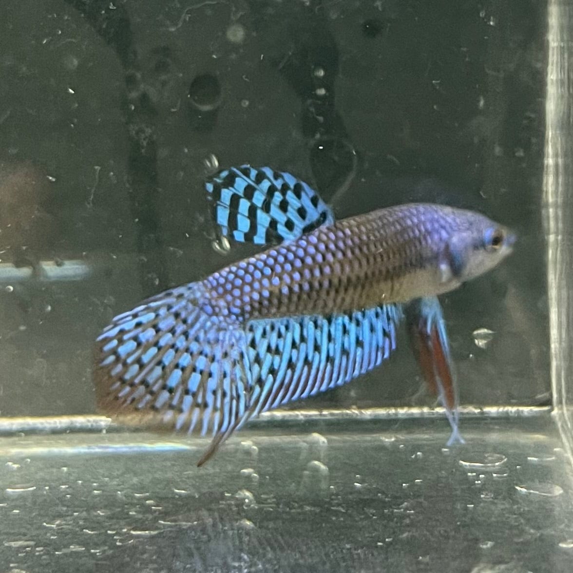 the-fish-farm Premium Male Betta Alien Premium Male Betta - One Only - 5 Shop for Alien Male Bettas at The Fish Farm Australia