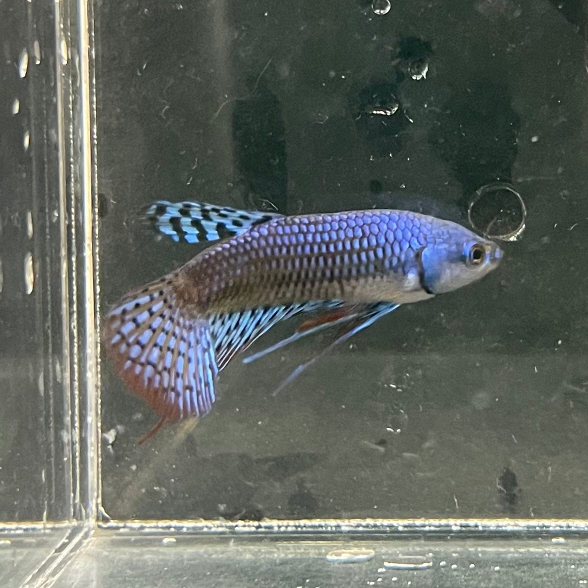 the-fish-farm Premium Male Betta Alien Premium Male Betta - One Only - 5 Shop for Alien Male Bettas at The Fish Farm Australia