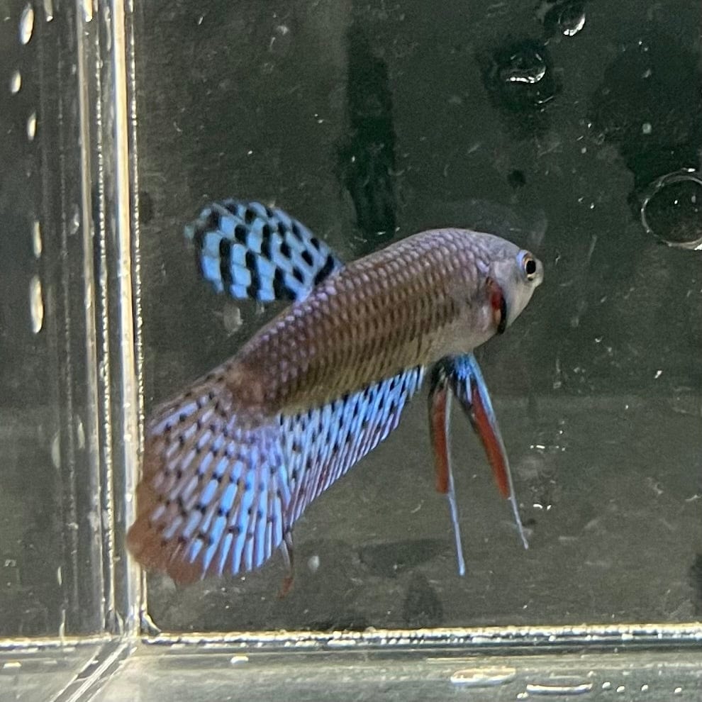 the-fish-farm Premium Male Betta Alien Premium Male Betta - One Only - 5 Shop for Alien Male Bettas at The Fish Farm Australia