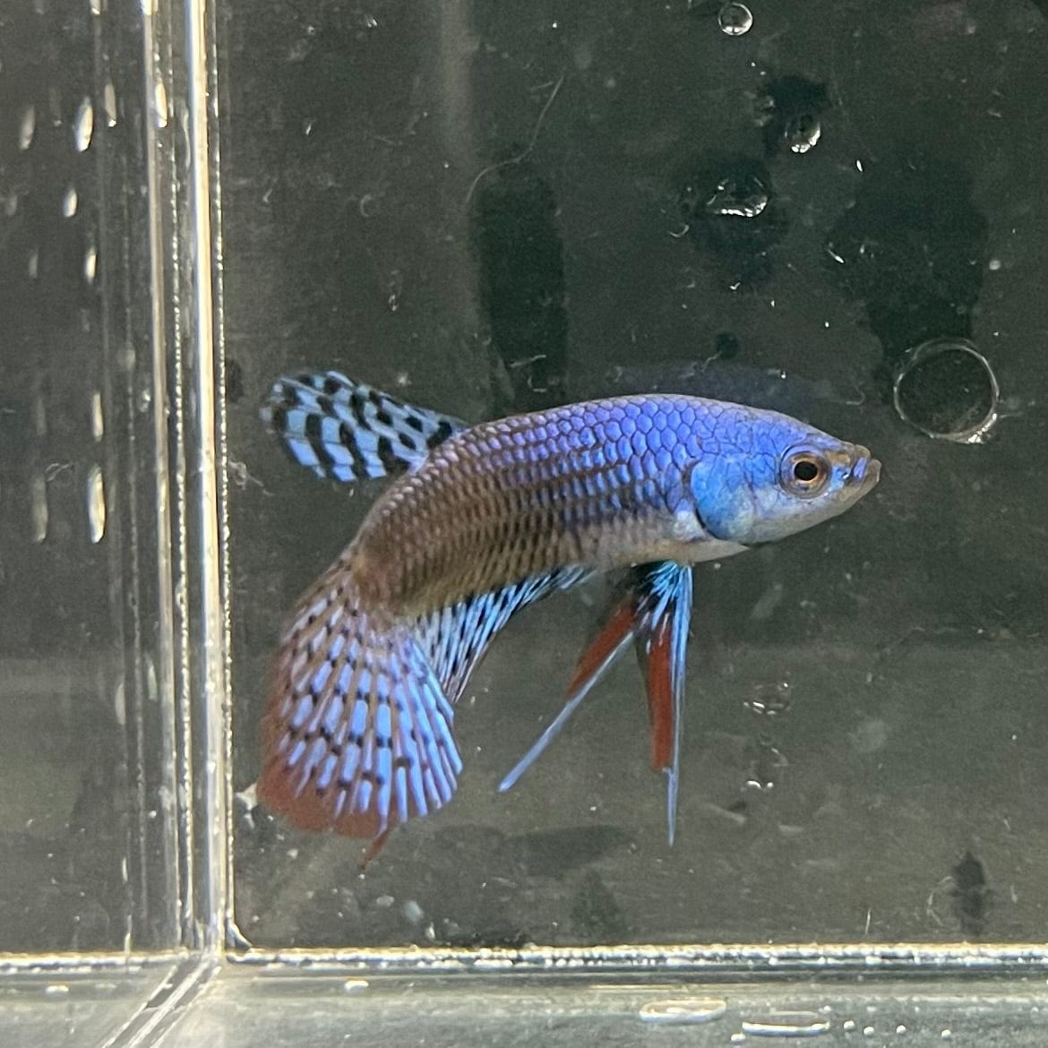 the-fish-farm Premium Male Betta Alien Premium Male Betta - One Only - 5 Shop for Alien Male Bettas at The Fish Farm Australia