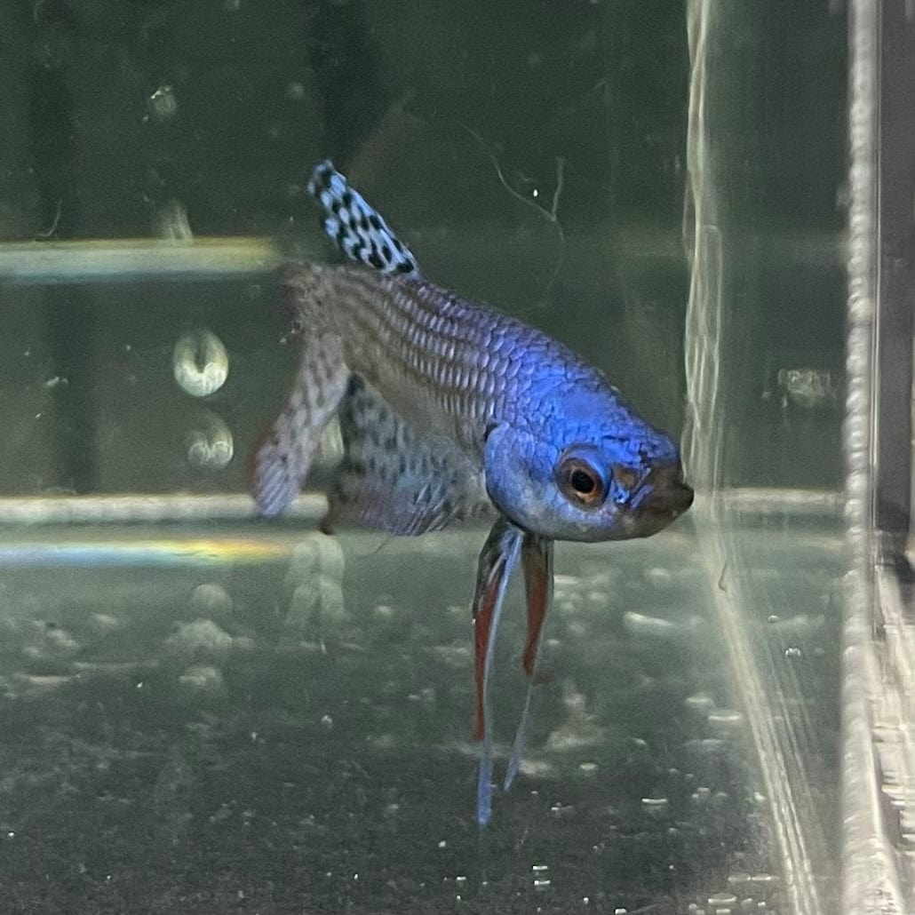 the-fish-farm Premium Male Betta Alien Premium Male Betta - One Only - 5 Shop for Alien Male Bettas at The Fish Farm Australia