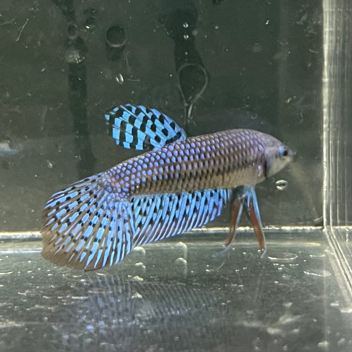 the-fish-farm Premium Male Betta Alien Premium Male Betta - One Only - 5 Shop for Alien Male Bettas at The Fish Farm Australia