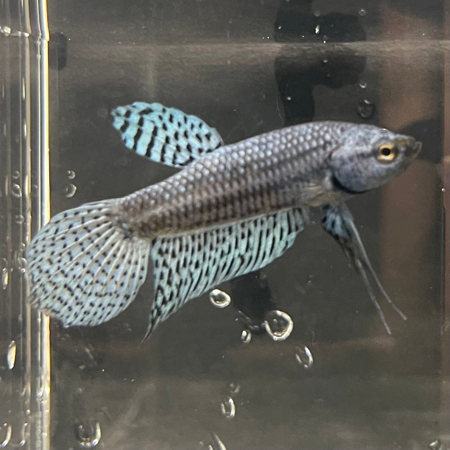 the-fish-farm Premium Male Betta Alien Premium Male Betta - One Only - 9 Shop for Alien Male Bettas at The Fish Farm Australia