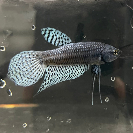 the-fish-farm Premium Male Betta Alien Premium Male Betta - One Only - 9 Shop for Alien Male Bettas at The Fish Farm Australia