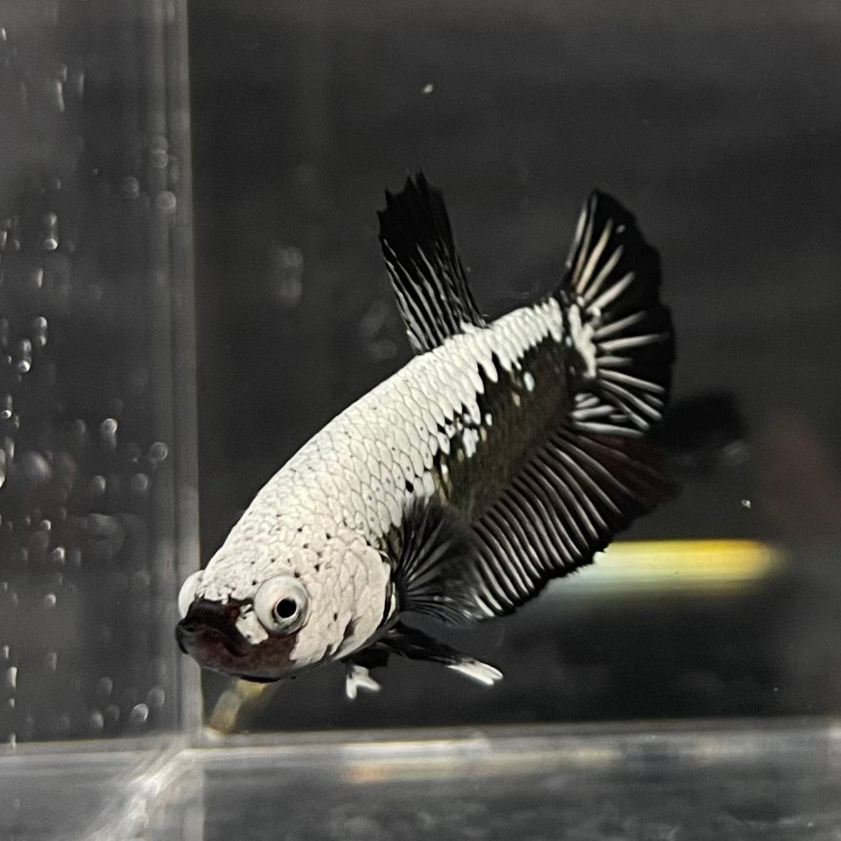the-fish-farm Premium Male Betta Black and White Samurai Plakat Betta Male - One Only - 2 Buy this Black and White Samurai Plakat Male Betta - One Only - 1