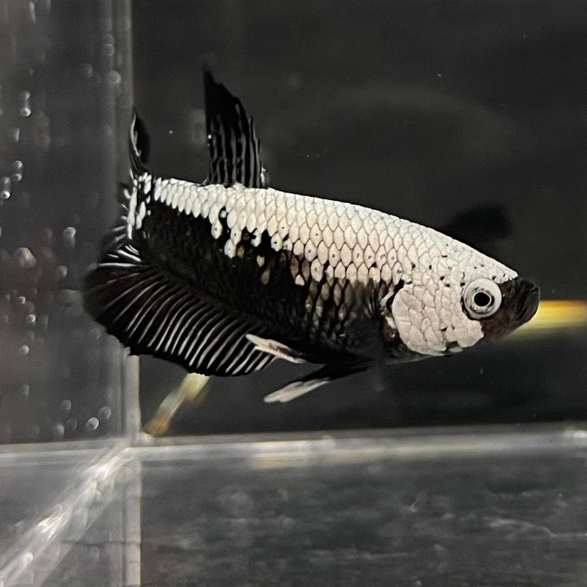 the-fish-farm Premium Male Betta Black and White Samurai Plakat Betta Male - One Only - 2 Buy this Black and White Samurai Plakat Male Betta - One Only - 1