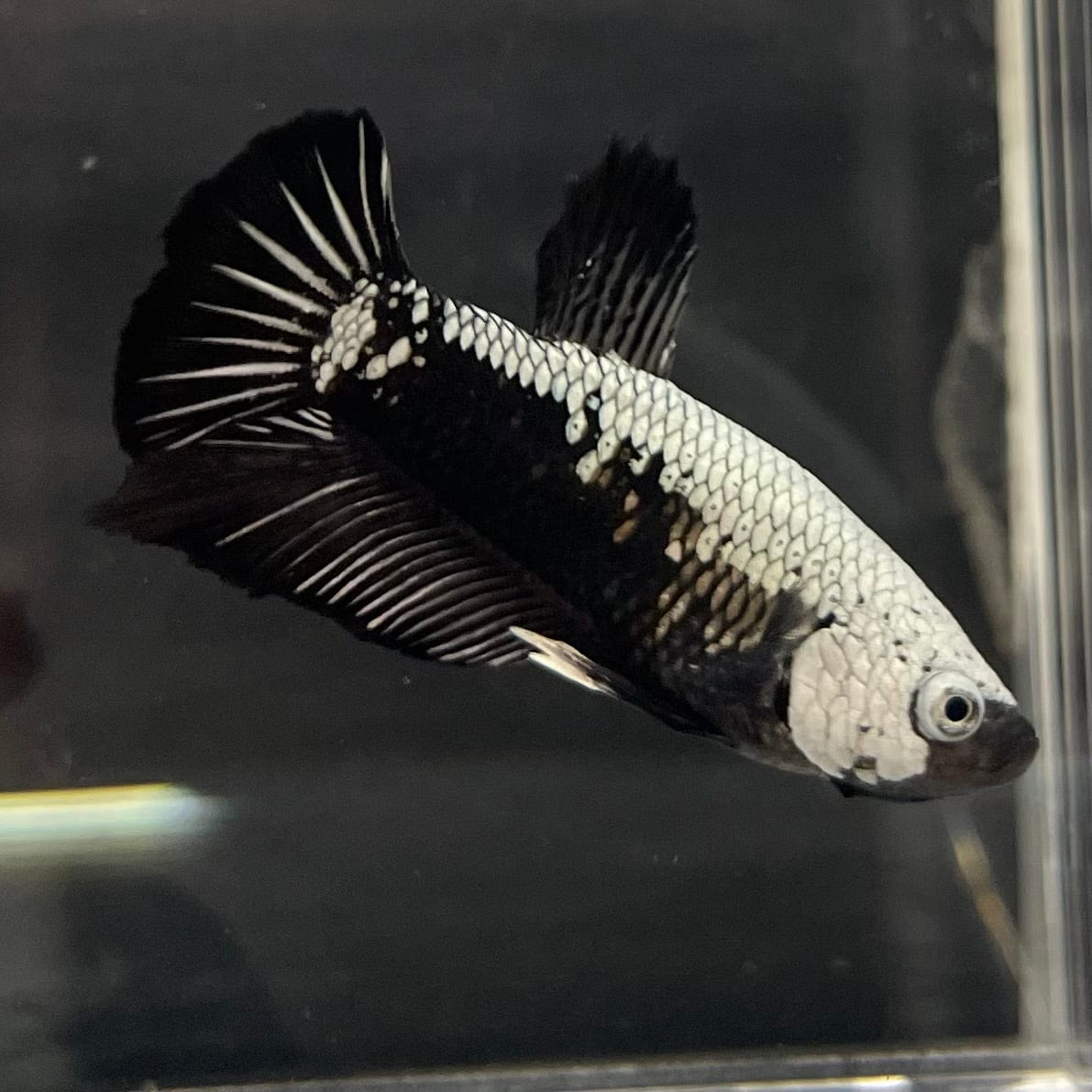 the-fish-farm Premium Male Betta Black and White Samurai Plakat Betta Male - One Only - 2 Buy this Black and White Samurai Plakat Male Betta - One Only - 1