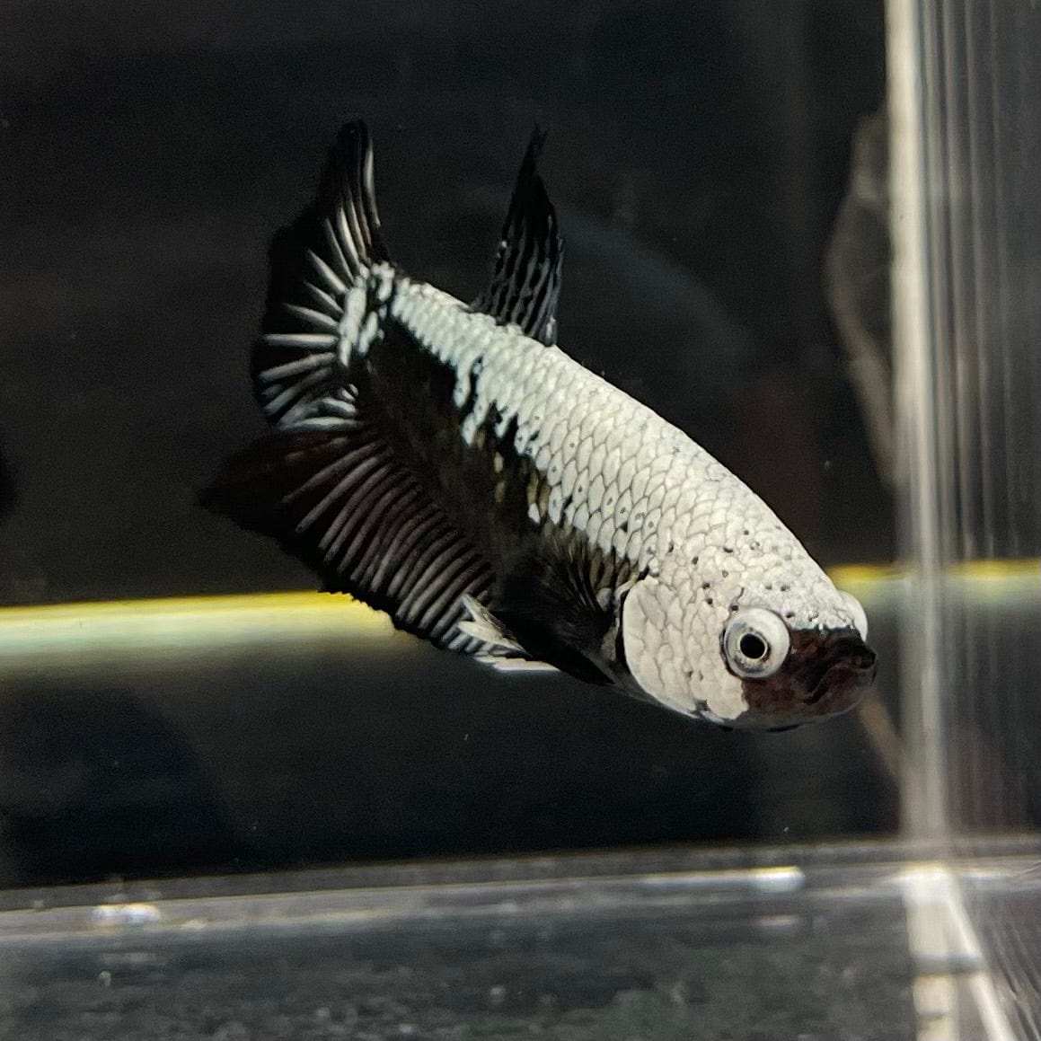 the-fish-farm Premium Male Betta Black and White Samurai Plakat Betta Male - One Only - 2 Buy this Black and White Samurai Plakat Male Betta - One Only - 1