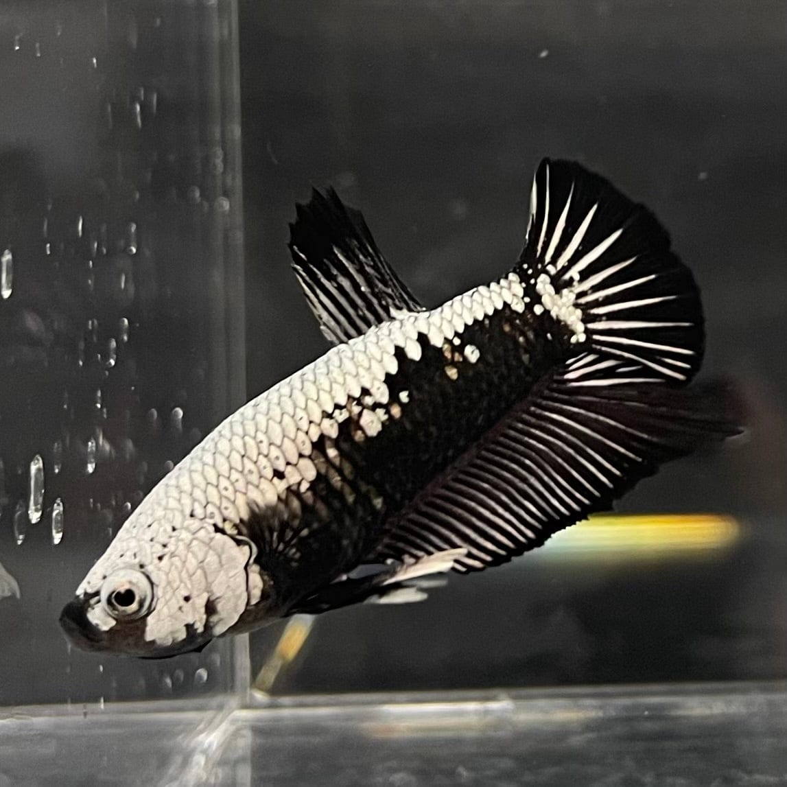 the-fish-farm Premium Male Betta Black and White Samurai Plakat Betta Male - One Only - 2 Buy this Black and White Samurai Plakat Male Betta - One Only - 1