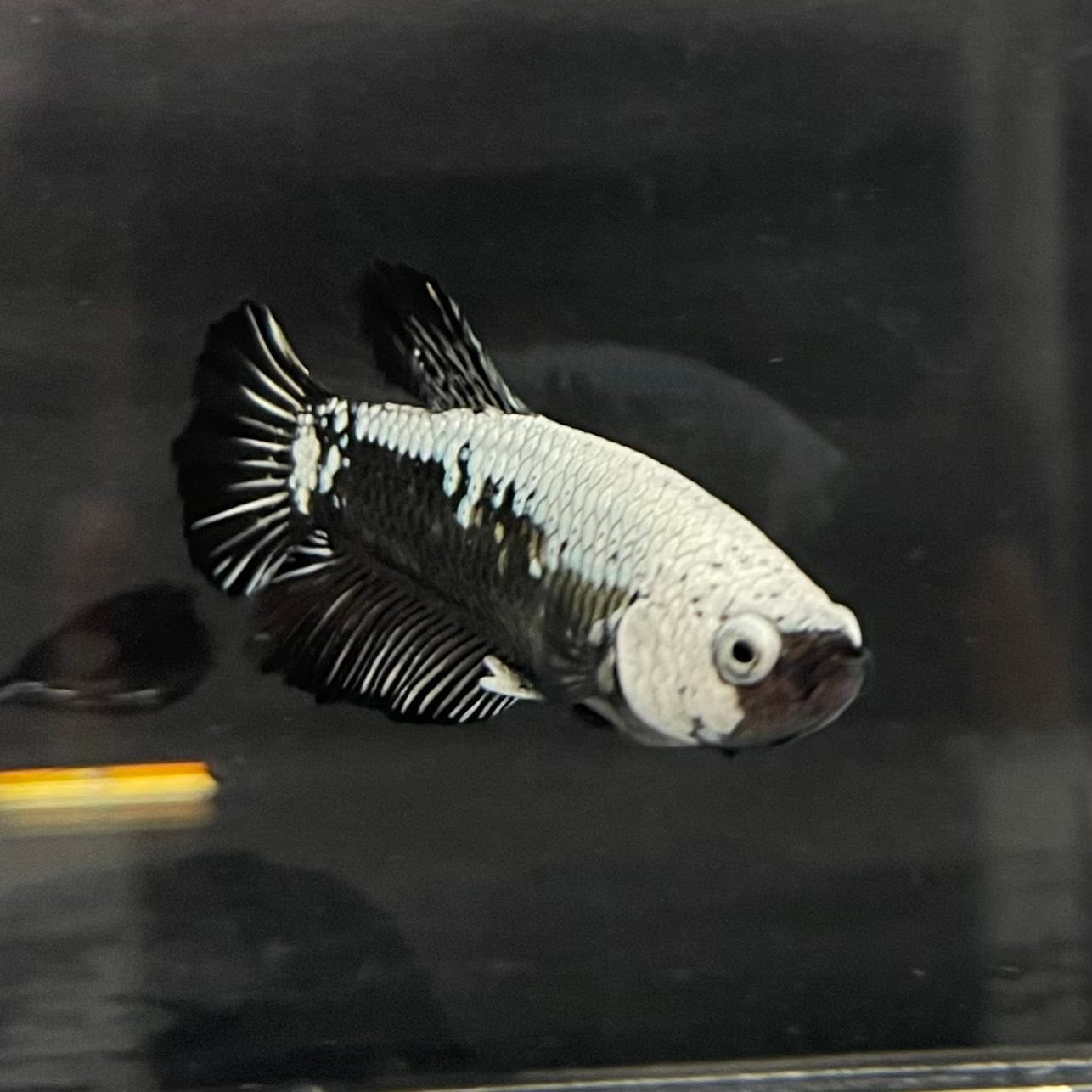 the-fish-farm Premium Male Betta Black and White Samurai Plakat Betta Male - One Only - 2 Buy this Black and White Samurai Plakat Male Betta - One Only - 1