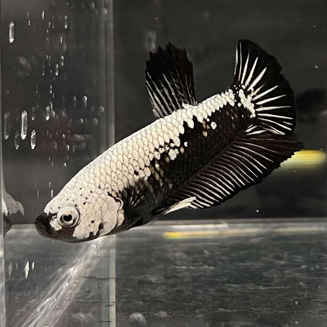 the-fish-farm Premium Male Betta Black and White Samurai Plakat Betta Male - One Only - 2 Buy this Black and White Samurai Plakat Male Betta - One Only - 1