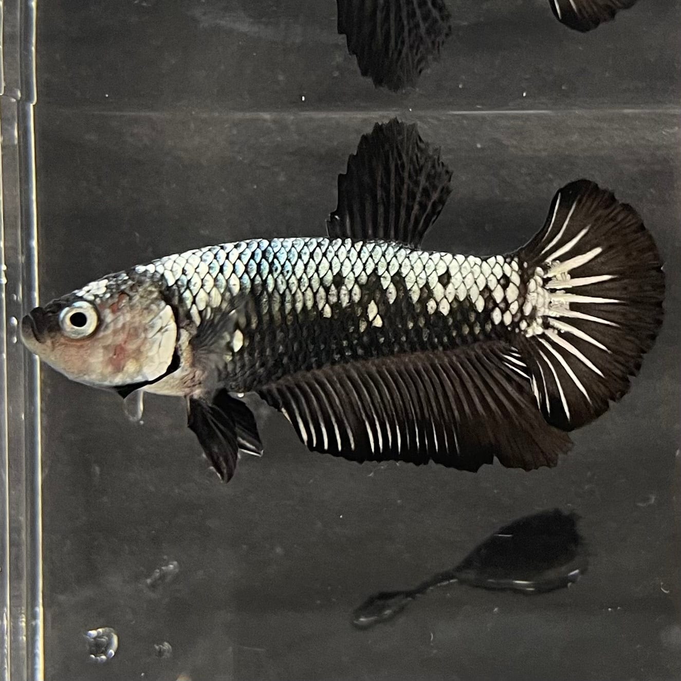 the-fish-farm Premium Male Betta Black and White Samurai Plakat Betta Male - One Only - 4 Buy this Black and White Samurai Plakat Male Betta - One Only - 1