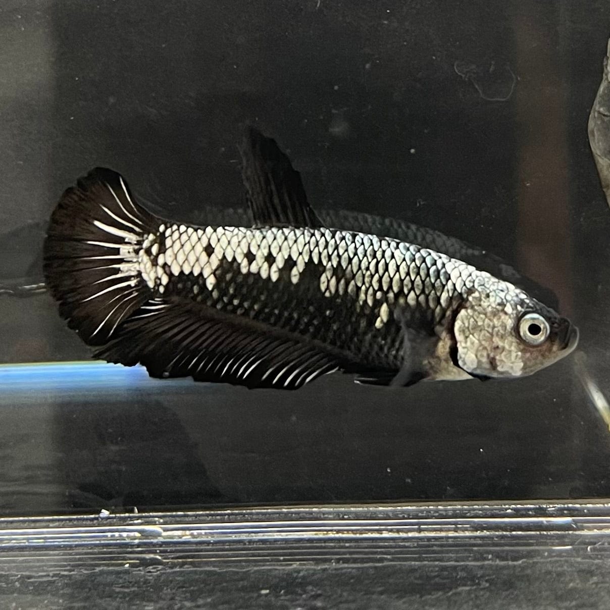 the-fish-farm Premium Male Betta Black and White Samurai Plakat Betta Male - One Only - 4 Buy this Black and White Samurai Plakat Male Betta - One Only - 1