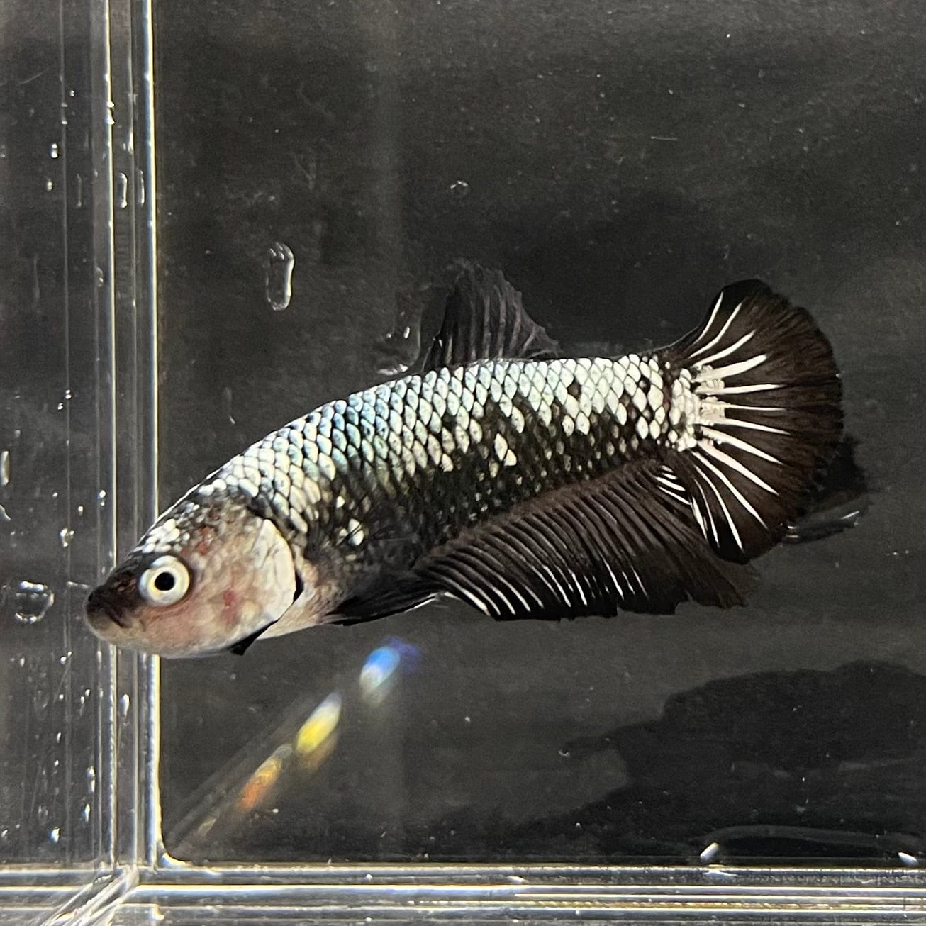 the-fish-farm Premium Male Betta Black and White Samurai Plakat Betta Male - One Only - 4 Buy this Black and White Samurai Plakat Male Betta - One Only - 1