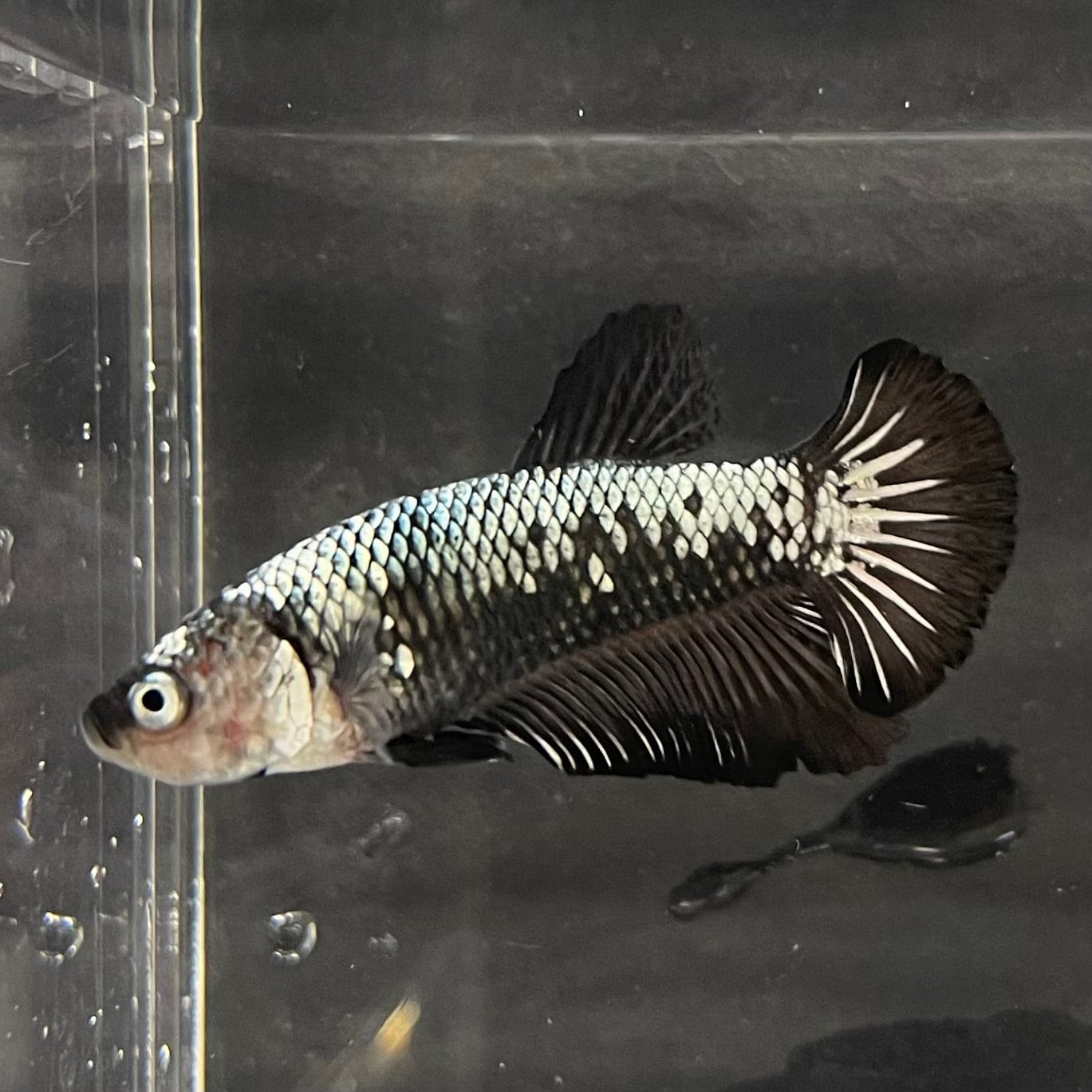 the-fish-farm Premium Male Betta Black and White Samurai Plakat Betta Male - One Only - 4 Buy this Black and White Samurai Plakat Male Betta - One Only - 1