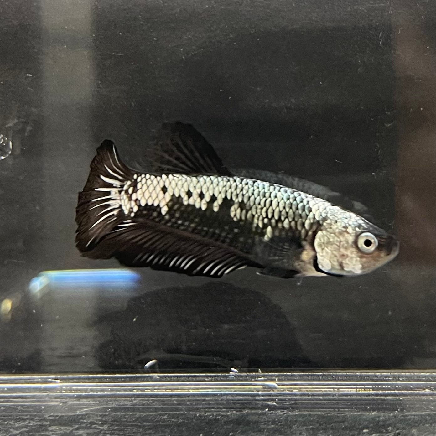 the-fish-farm Premium Male Betta Black and White Samurai Plakat Betta Male - One Only - 4 Buy this Black and White Samurai Plakat Male Betta - One Only - 1