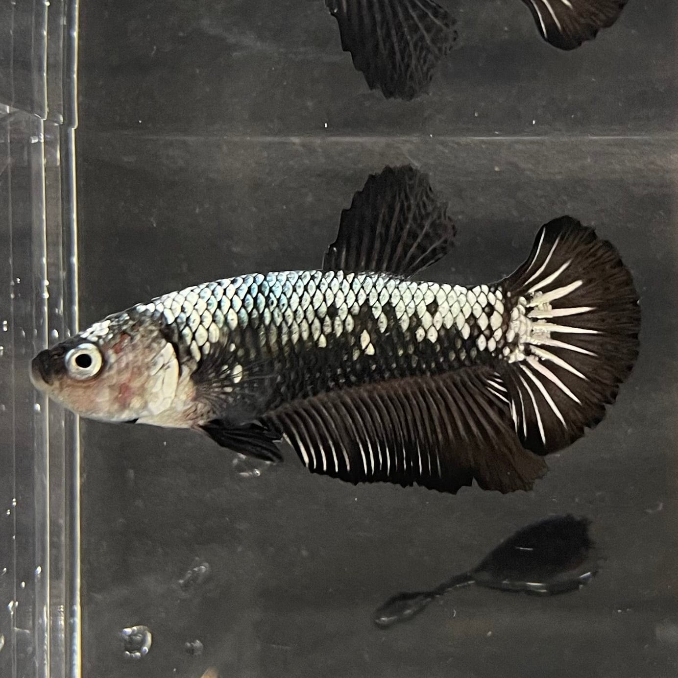 the-fish-farm Premium Male Betta Black and White Samurai Plakat Betta Male - One Only - 4 Buy this Black and White Samurai Plakat Male Betta - One Only - 1