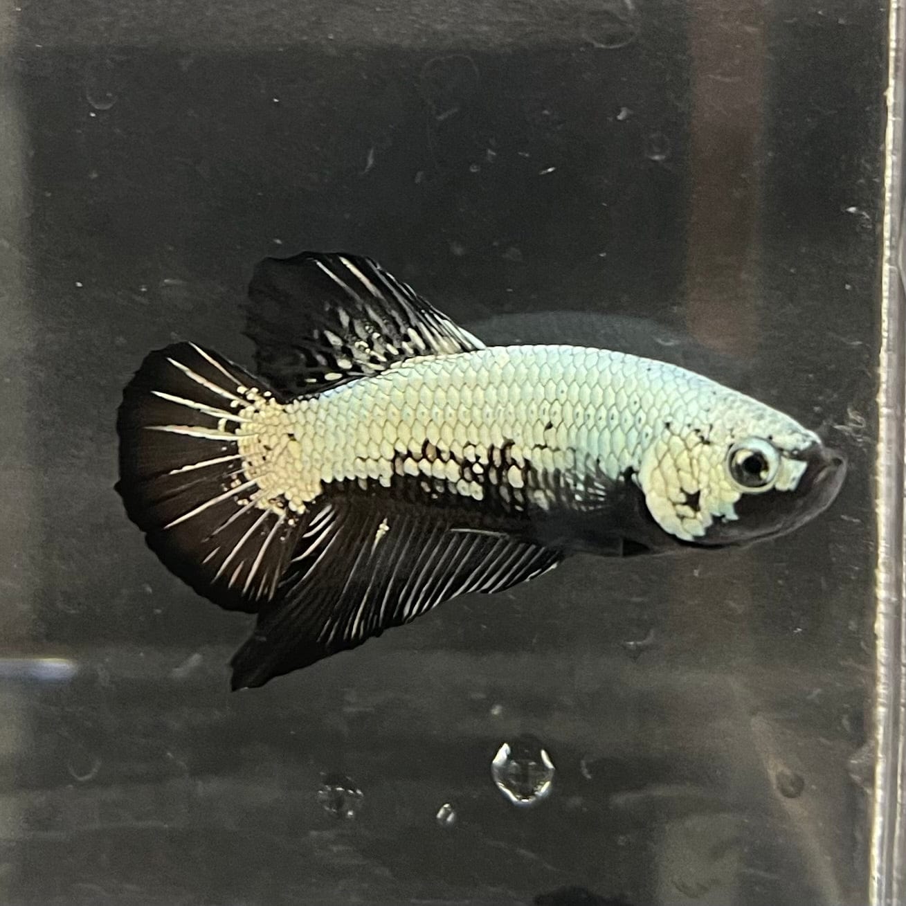 the-fish-farm Premium Male Betta Black and White Samurai Plakat Betta Male - One Only - 5 Buy this Black and White Samurai Plakat Male Betta - One Only - 1