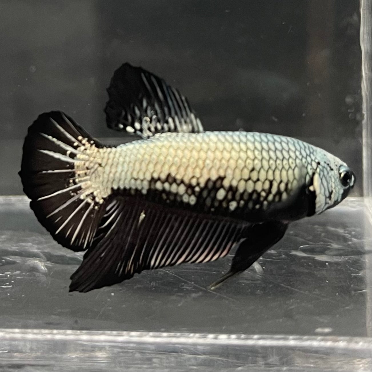 the-fish-farm Premium Male Betta Black and White Samurai Plakat Betta Male - One Only - 5 Buy this Black and White Samurai Plakat Male Betta - One Only - 1