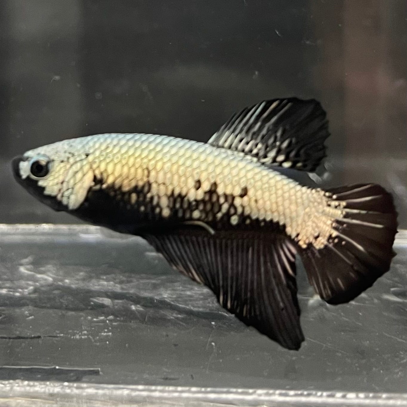 the-fish-farm Premium Male Betta Black and White Samurai Plakat Betta Male - One Only - 5 Buy this Black and White Samurai Plakat Male Betta - One Only - 1