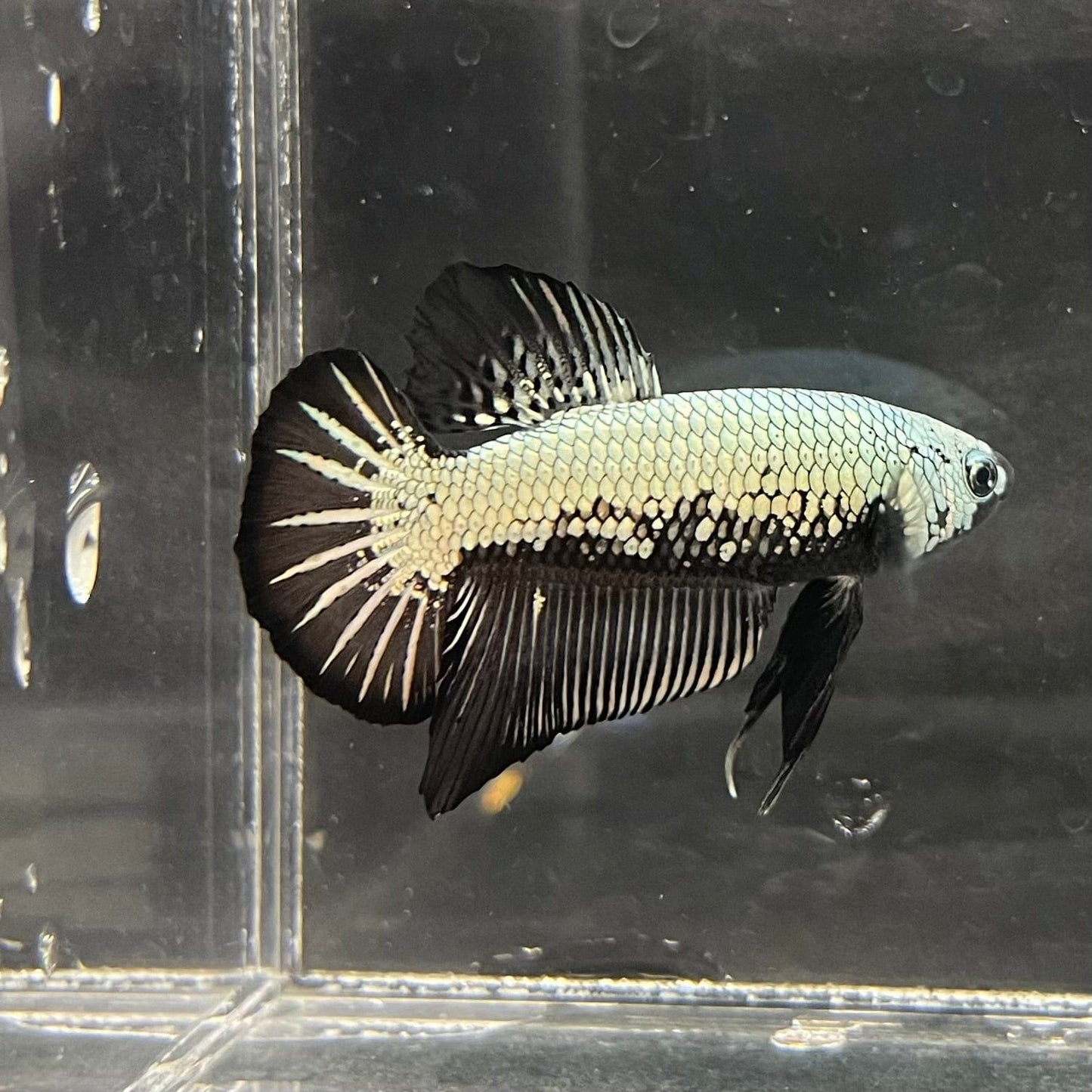 the-fish-farm Premium Male Betta Black and White Samurai Plakat Betta Male - One Only - 5 Buy this Black and White Samurai Plakat Male Betta - One Only - 1