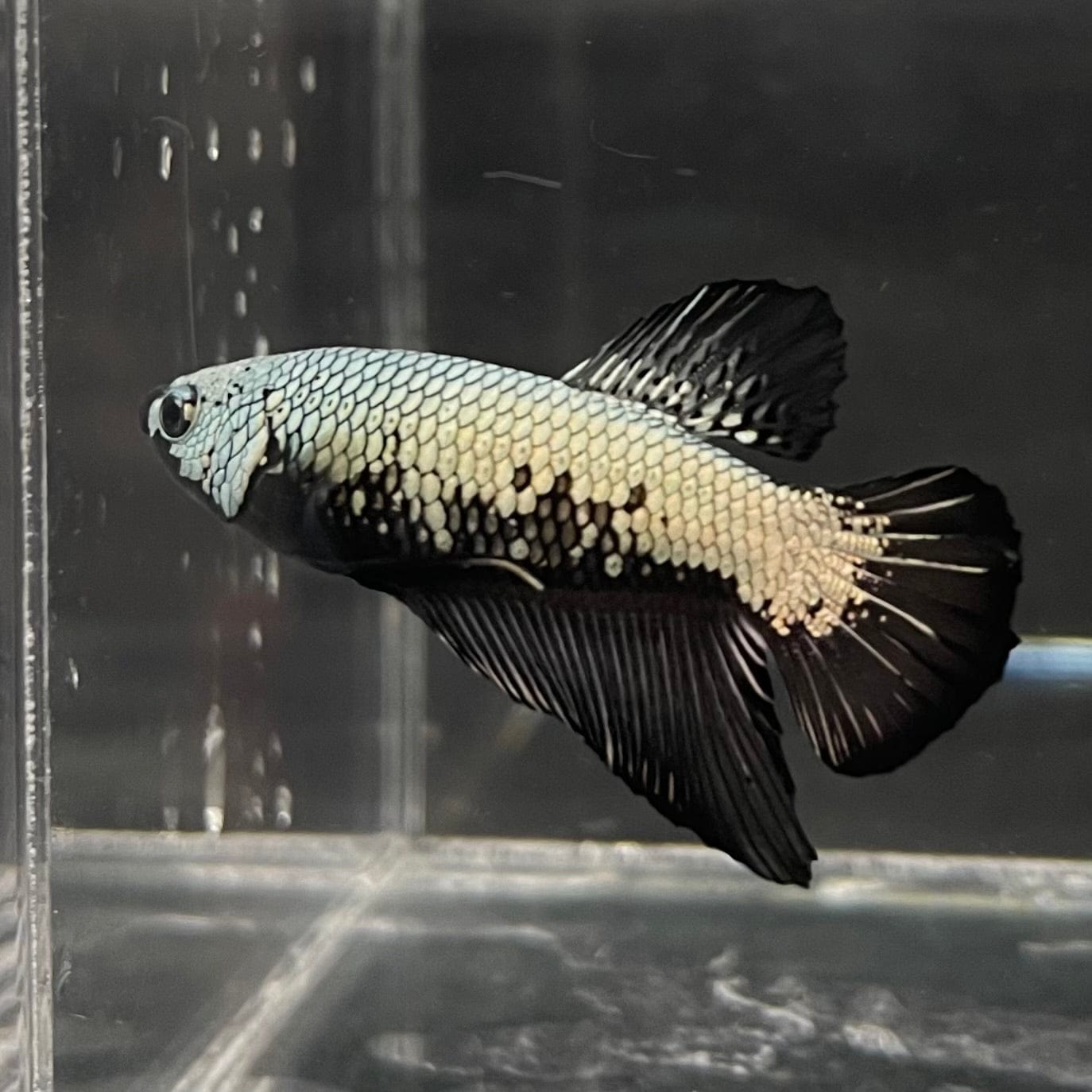 the-fish-farm Premium Male Betta Black and White Samurai Plakat Betta Male - One Only - 5 Buy this Black and White Samurai Plakat Male Betta - One Only - 1