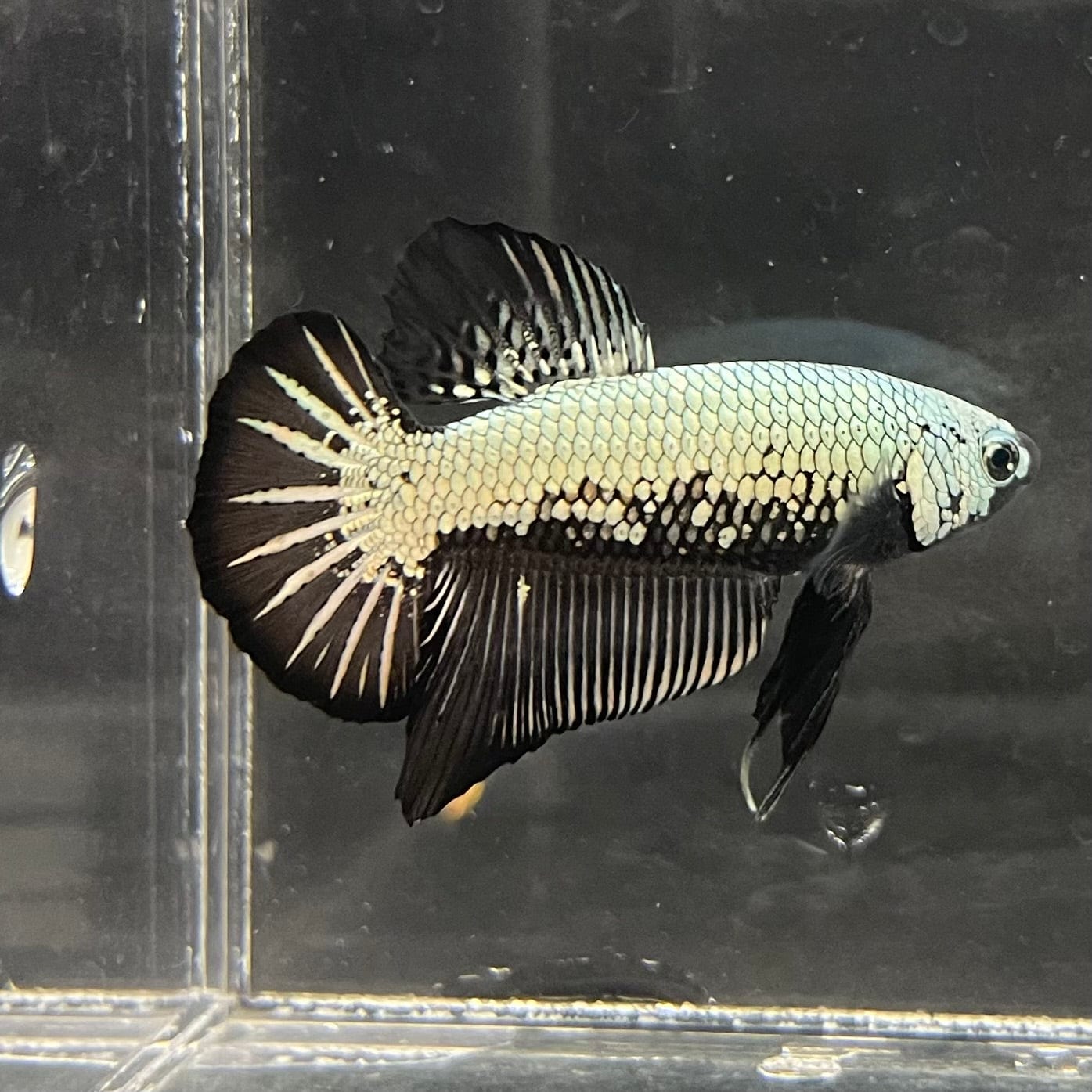 the-fish-farm Premium Male Betta Black and White Samurai Plakat Betta Male - One Only - 5 Buy this Black and White Samurai Plakat Male Betta - One Only - 1