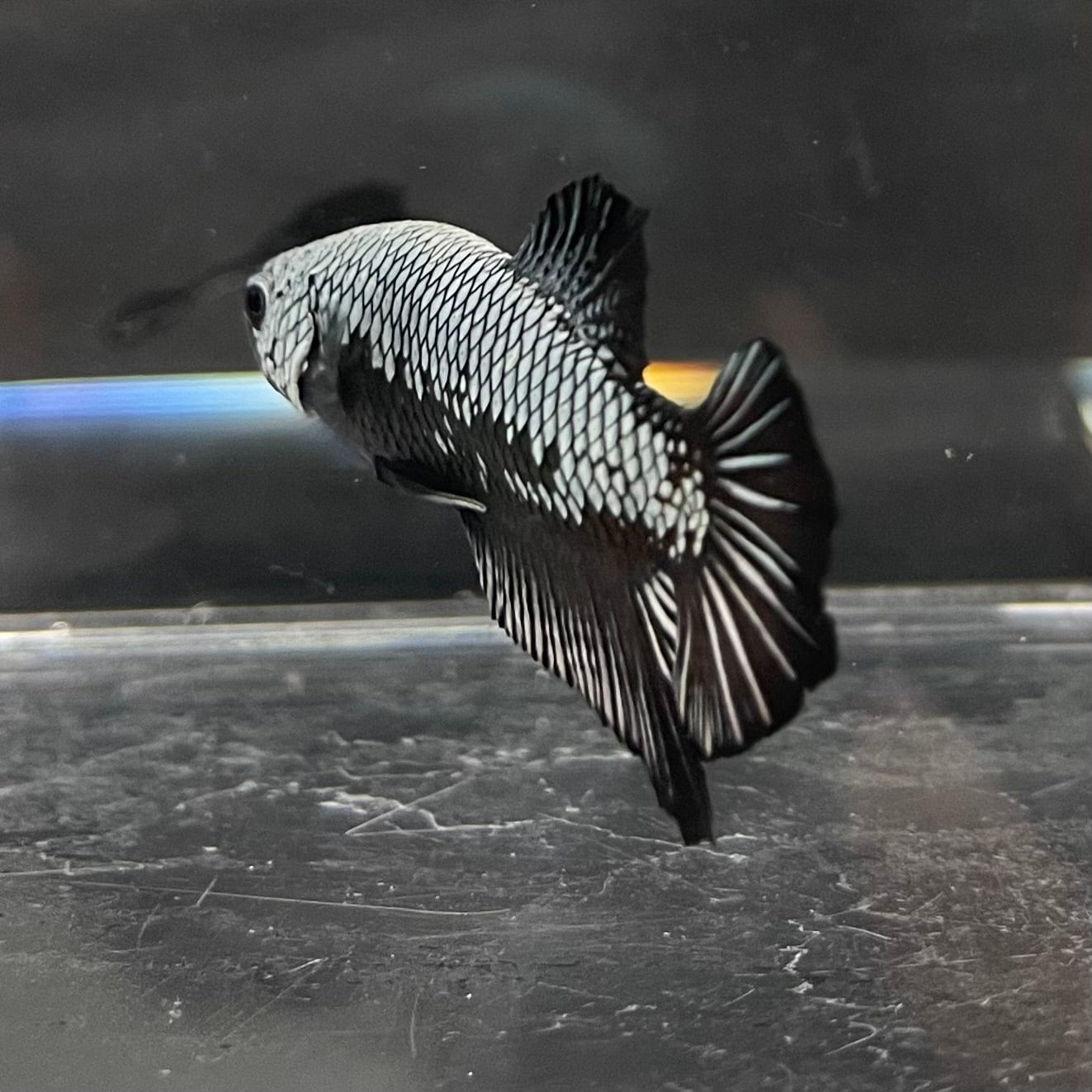 the-fish-farm Premium Male Betta Black and White Samurai Plakat Betta Male - One Only - 6 Buy this Black and White Samurai Plakat Male Betta - One Only - 1