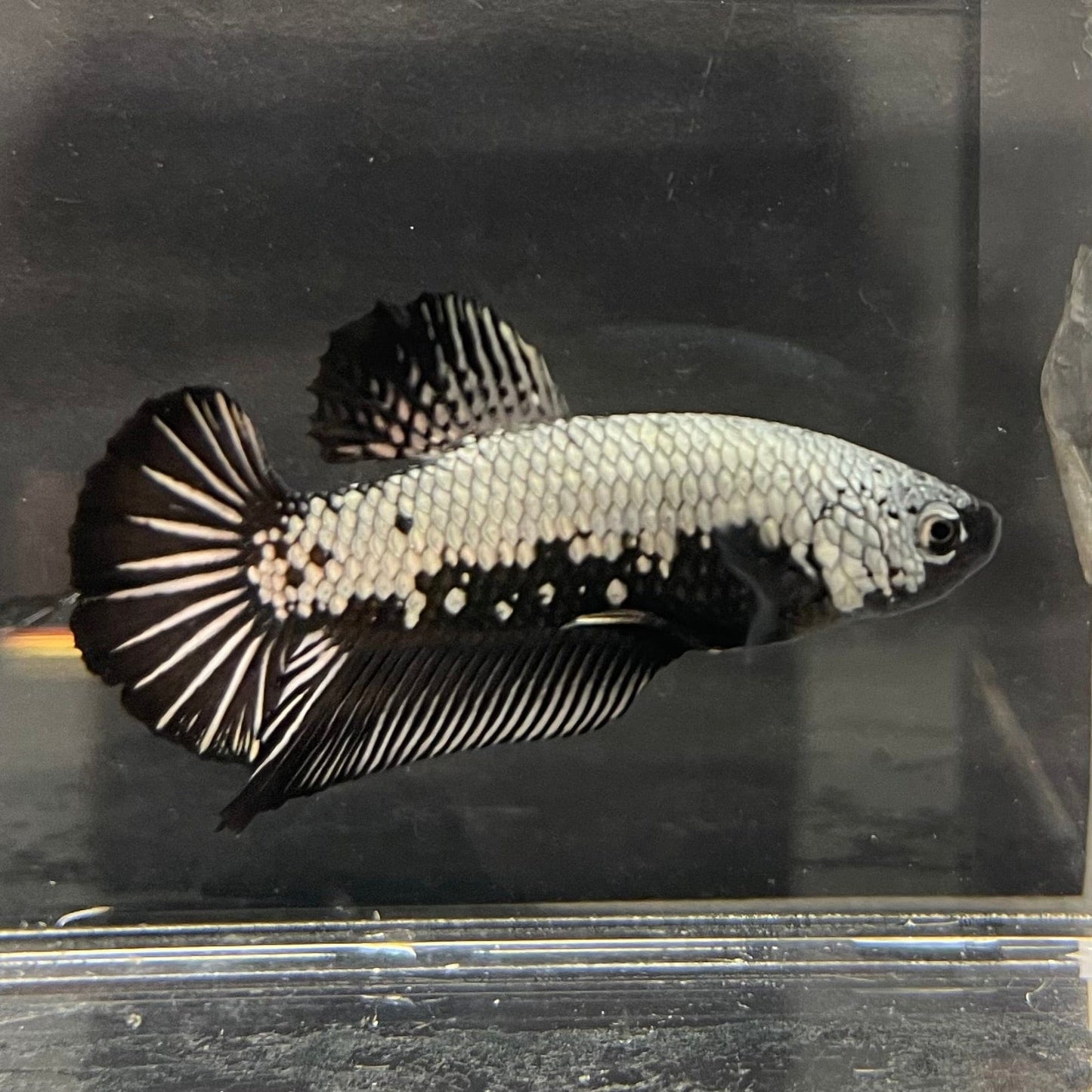 the-fish-farm Premium Male Betta Black and White Samurai Plakat Betta Male - One Only - 6 Buy this Black and White Samurai Plakat Male Betta - One Only - 1