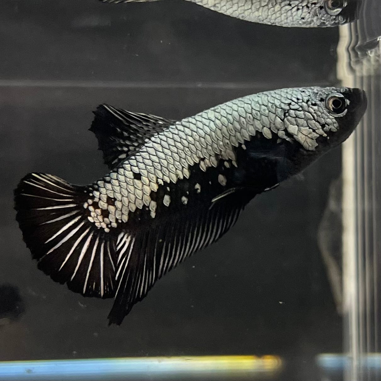 the-fish-farm Premium Male Betta Black and White Samurai Plakat Betta Male - One Only - 6 Buy this Black and White Samurai Plakat Male Betta - One Only - 1