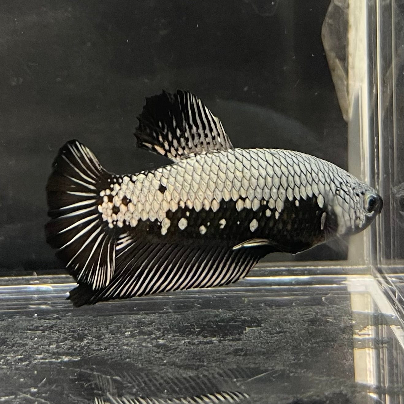 the-fish-farm Premium Male Betta Black and White Samurai Plakat Betta Male - One Only - 6 Buy this Black and White Samurai Plakat Male Betta - One Only - 1