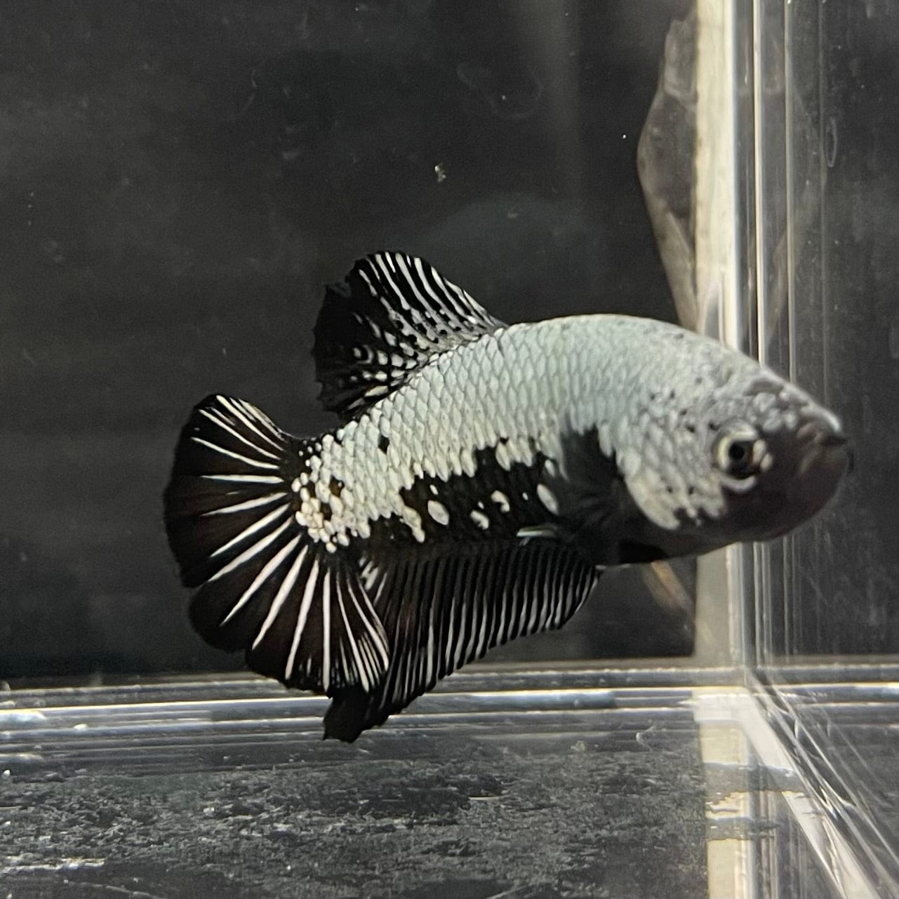 the-fish-farm Premium Male Betta Black and White Samurai Plakat Betta Male - One Only - 6 Buy this Black and White Samurai Plakat Male Betta - One Only - 1