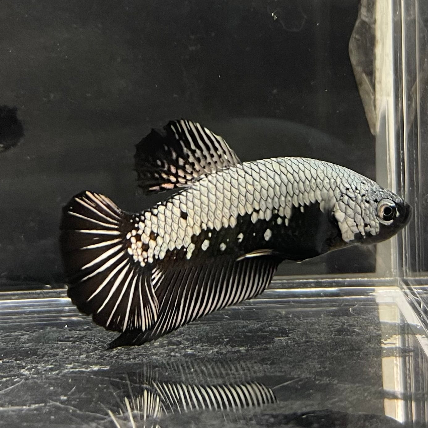 the-fish-farm Premium Male Betta Black and White Samurai Plakat Betta Male - One Only - 6 Buy this Black and White Samurai Plakat Male Betta - One Only - 1