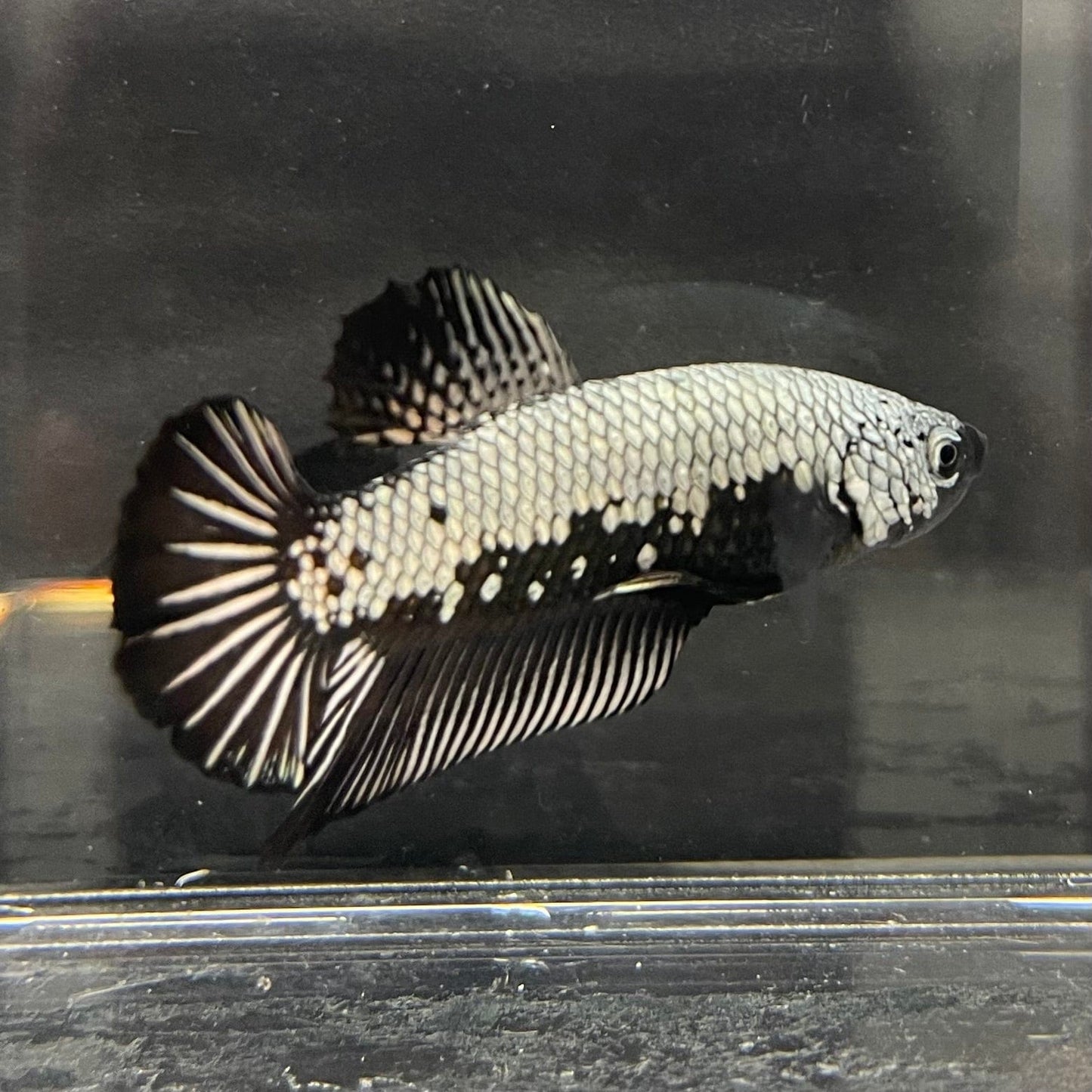 the-fish-farm Premium Male Betta Black and White Samurai Plakat Betta Male - One Only - 6 Buy this Black and White Samurai Plakat Male Betta - One Only - 1