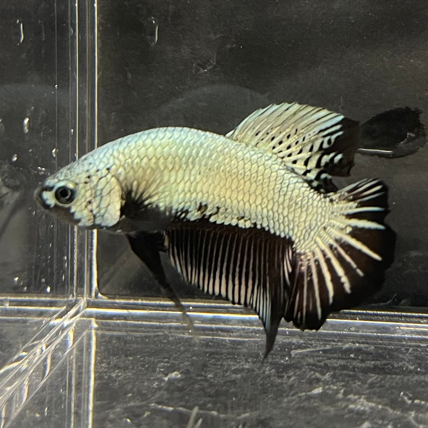 the-fish-farm Premium Male Betta Black and White Samurai Plakat Betta Male - One Only - 7 Buy this Black and White Samurai Plakat Male Betta - One Only - 1