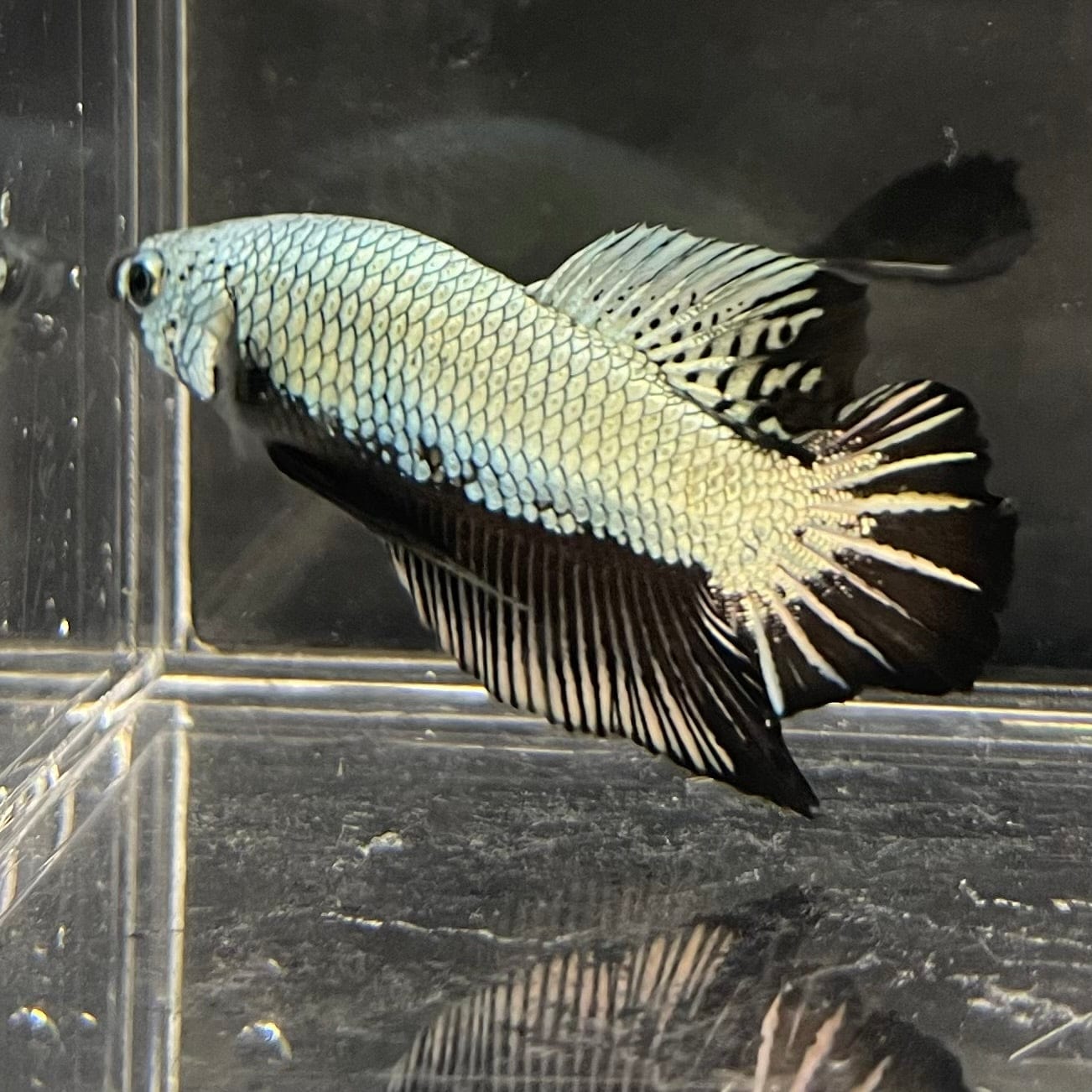 the-fish-farm Premium Male Betta Black and White Samurai Plakat Betta Male - One Only - 7 Buy this Black and White Samurai Plakat Male Betta - One Only - 1