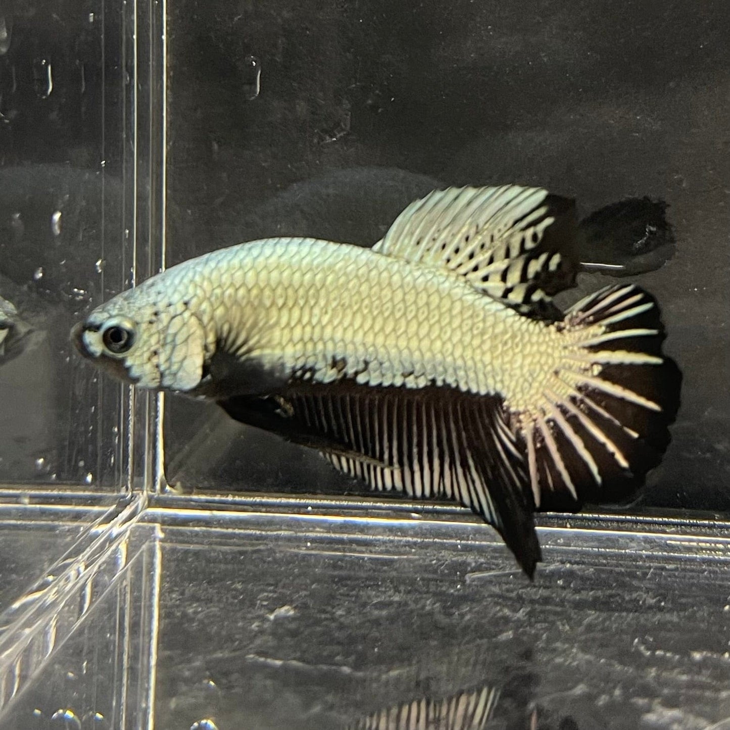 the-fish-farm Premium Male Betta Black and White Samurai Plakat Betta Male - One Only - 7 Buy this Black and White Samurai Plakat Male Betta - One Only - 1