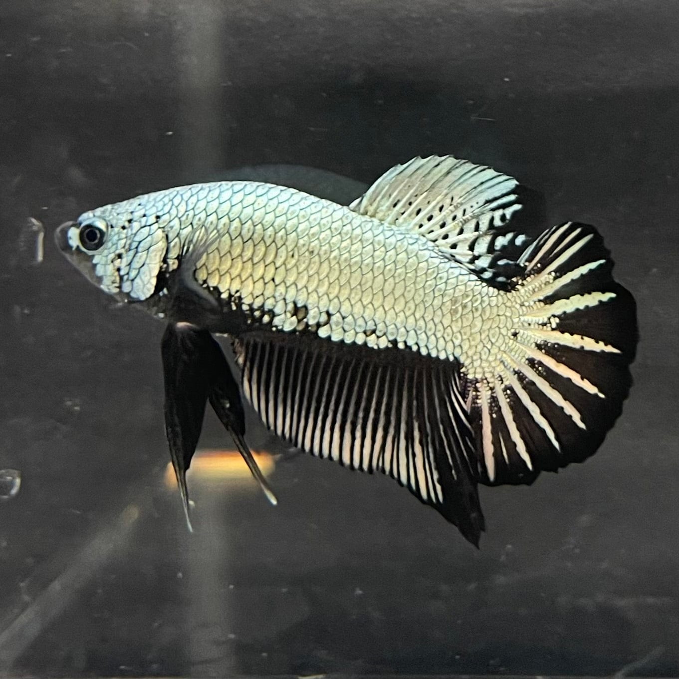 the-fish-farm Premium Male Betta Black and White Samurai Plakat Betta Male - One Only - 7 Buy this Black and White Samurai Plakat Male Betta - One Only - 1