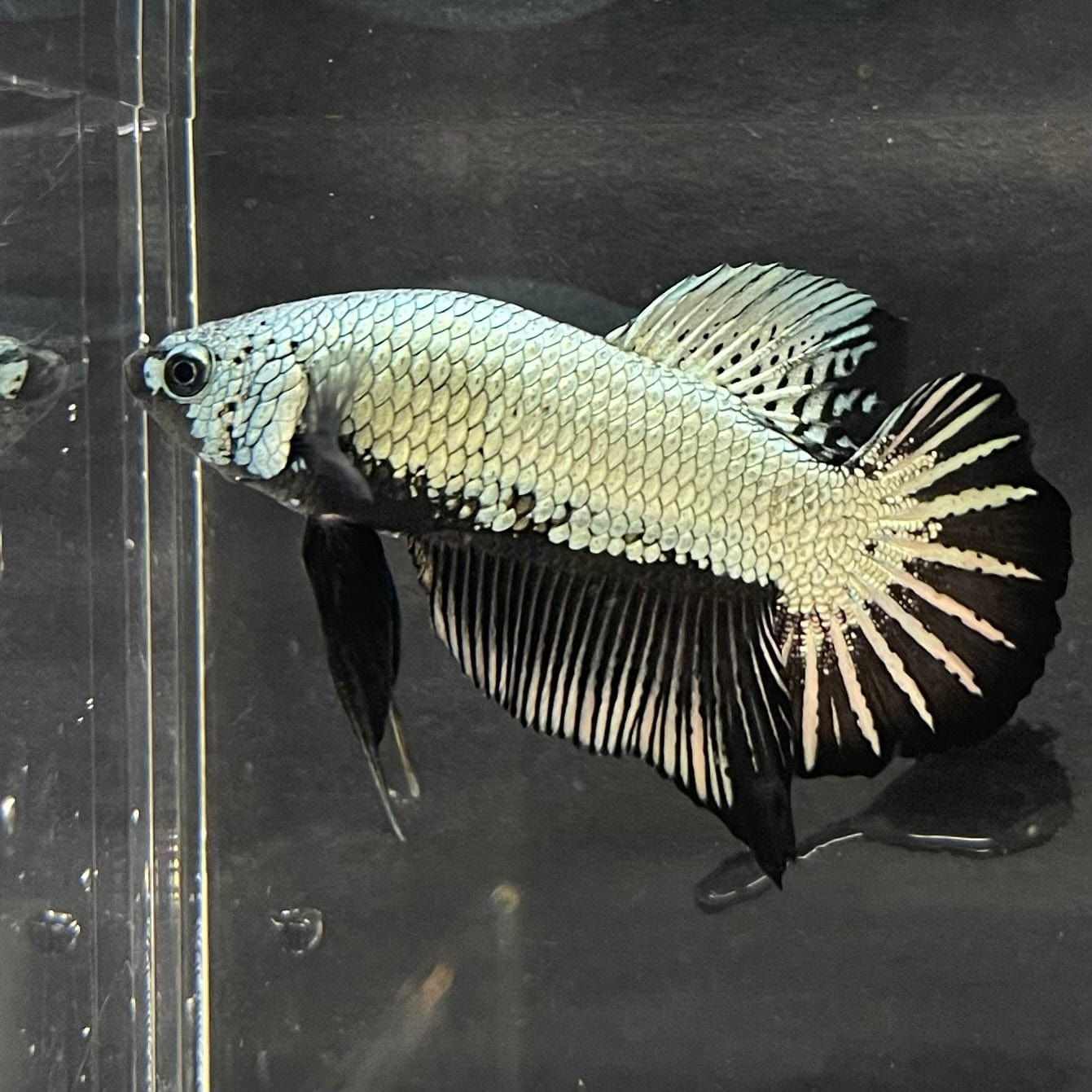 the-fish-farm Premium Male Betta Black and White Samurai Plakat Betta Male - One Only - 7 Buy this Black and White Samurai Plakat Male Betta - One Only - 1