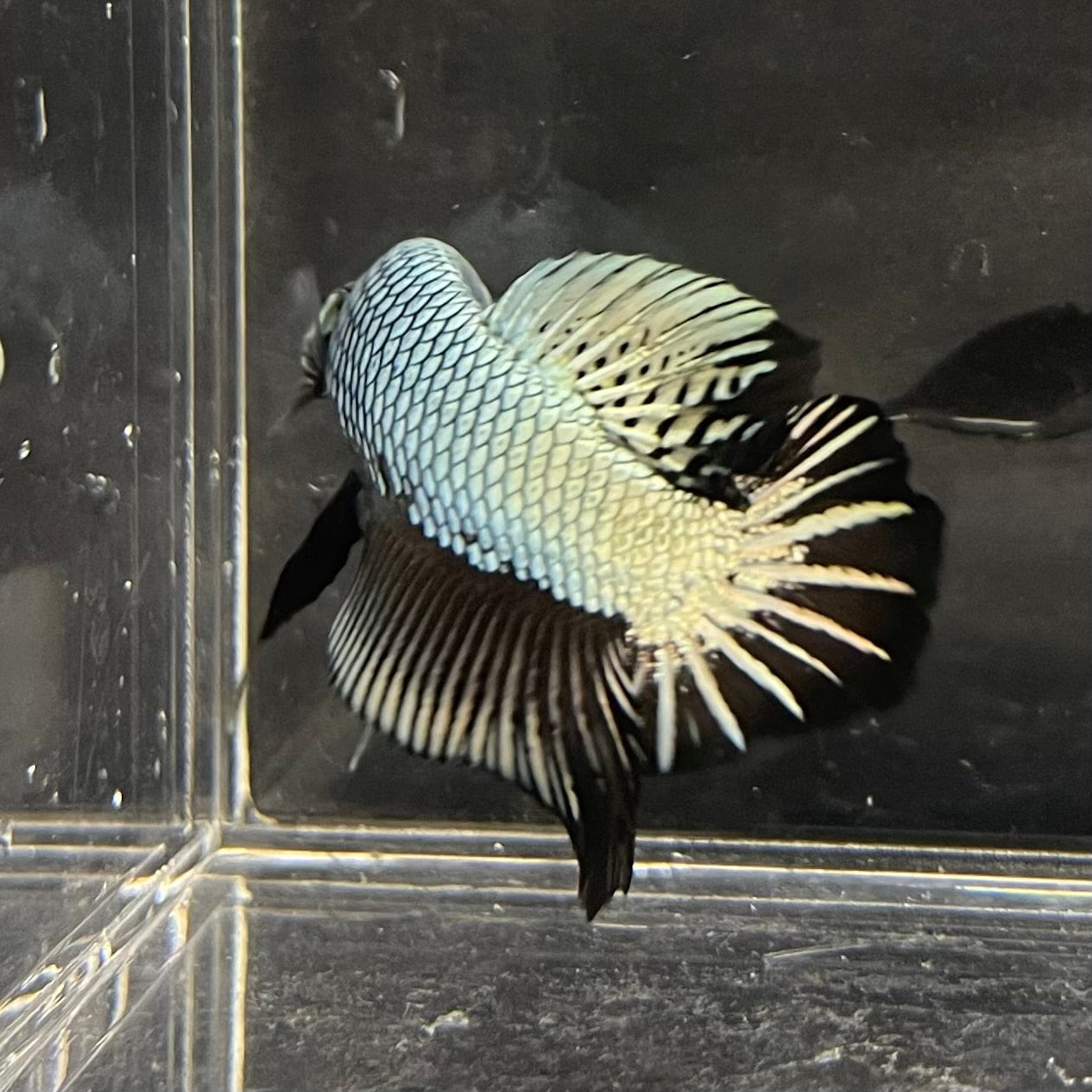 the-fish-farm Premium Male Betta Black and White Samurai Plakat Betta Male - One Only - 7 Buy this Black and White Samurai Plakat Male Betta - One Only - 1