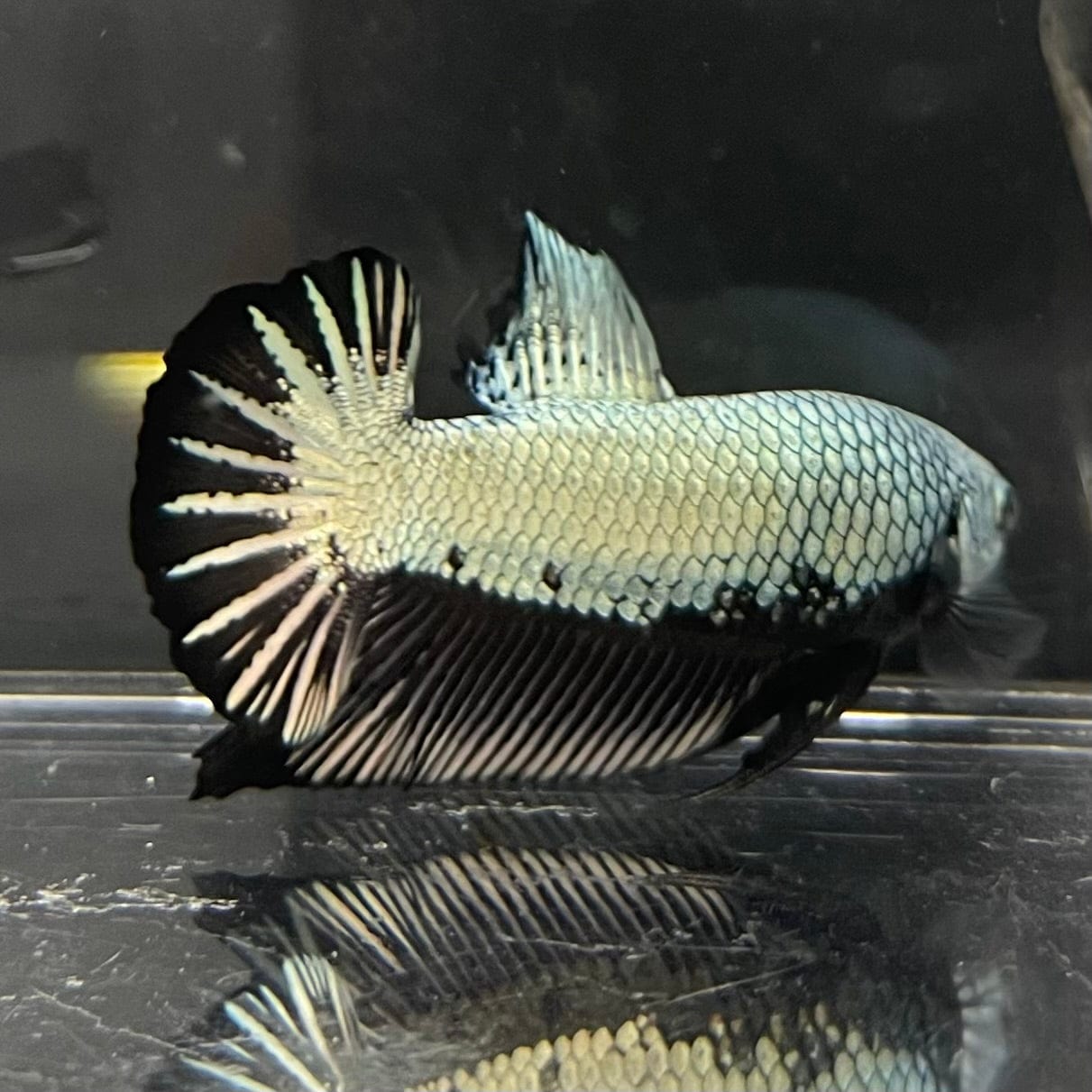 the-fish-farm Premium Male Betta Black and White Samurai Plakat Betta Male - One Only - 7 Buy this Black and White Samurai Plakat Male Betta - One Only - 1